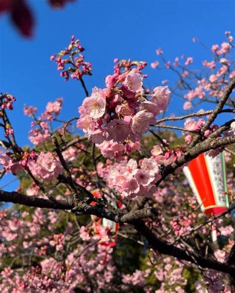 Ueno Cherry Blossom Festival in 2023 | Cherry blossom festival, Cherry ...