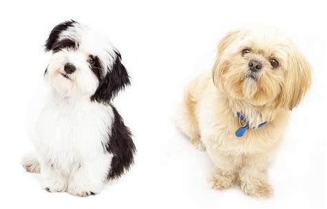 All About the Havanese Shih Tzu Mix (Havashu): Facts/ Information