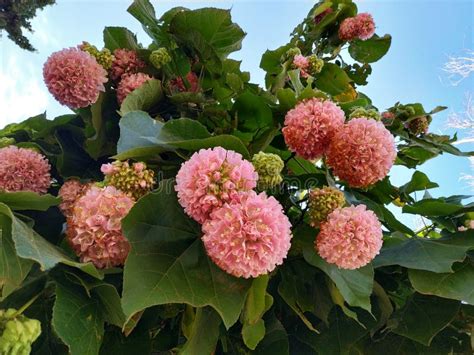 Pink Snowball Tree, Also Called Dombeya Cayeuxii. in Isla Cristina Province of Huelva, Spain ...