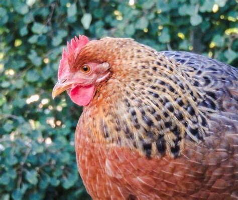 Bielefelder Chicken Breed: The Complete Guide - Eco Peanut