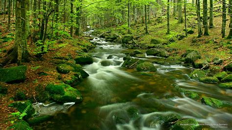 HD wallpaper: Bavarian Forest National Park, Bavaria, Germany, National ...