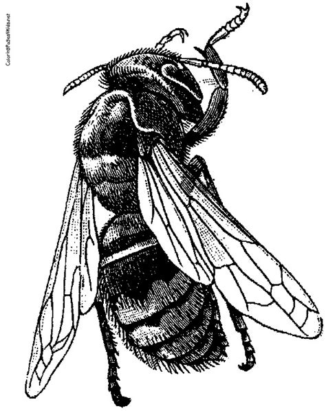 A black and white drawing of a bee. Not in love with the angle but like ...