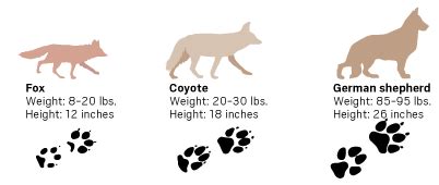 How to recognize a coyote by appearance, paw prints – Press Enterprise