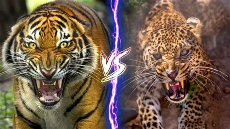 Tiger VS Jaguar in 2022 | Tiger, Jaguar, Animal tv