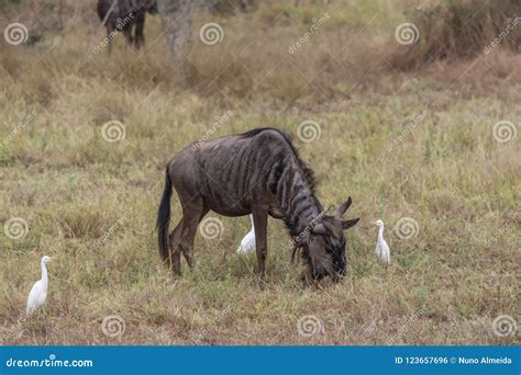 View of African Wildebeest, Detailed in Natural Habitat Stock Photo - Image of large, brown ...