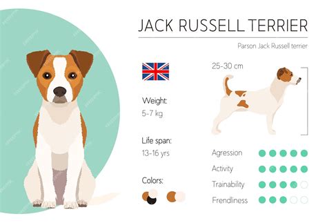 What Size Is A Jack Russell Terrier