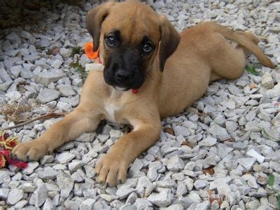 Golden Boxer, Golden Boxers, Golden Boxer Hybrid Dogs | Boxer puppy, Boxer dog breed, Hybrid dogs