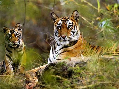 India Wildlife Tour | Wildlife Tours in India | Wildlife Holiday Packages