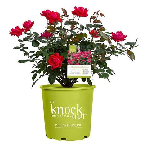 KNOCK OUT 2 Gal. Red Double Knock Out Rose Bush with Red Flowers 13210 ...