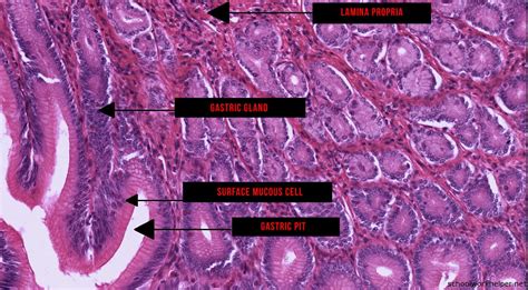 Stomach Tissue Labeled