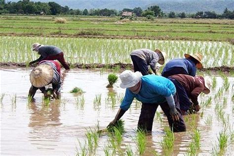 Gender pay inequality rampant in agriculture sector | Philstar.com