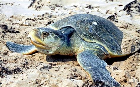 Kemp’s Ridley Sea Turtle – "OCEAN TREASURES" Memorial Library