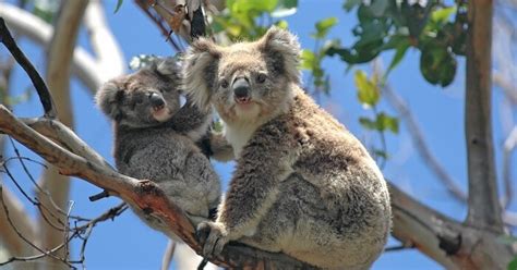 6 Best Zoos In Melbourne For A Unique Encounter In The City!