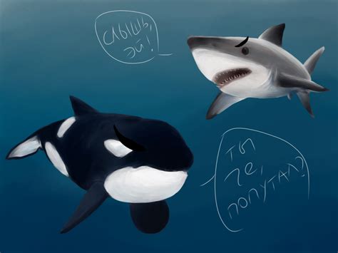 Orca Vs Shark by Bang897 on DeviantArt