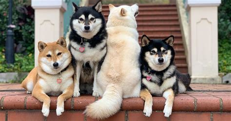 This Funny Shiba Inu Playfully Ruins Her Group Family Photos