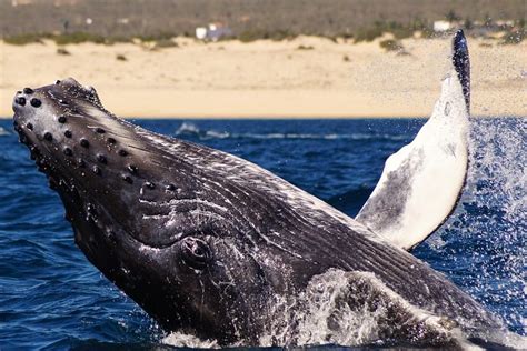 Humpback Whale Watching In Cabo San Lucas: Triphobo