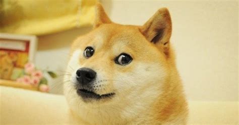 Shiba Inu Behind Viral 'Doge' Meme Has Leukemia, Owner Says