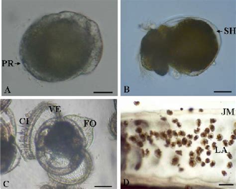 Early developmental stage of Aplysia kurodai . (A) trochophore stage.... | Download Scientific ...