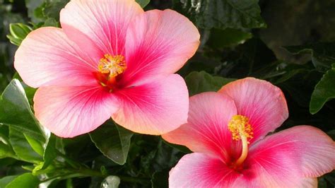 Hibiscus 1920X1080 HD Wallpapers - Top Free Hibiscus 1920X1080 HD Backgrounds - WallpaperAccess