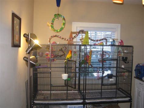 Rope perch on top Conure Cage, Conure Bird, Sun Conure, Cockatiel Cage, Flight Cage, Parrot Cage ...