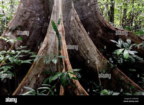 Buttress roots of large rainforest tree in Gunung Mulu National Park, a ...