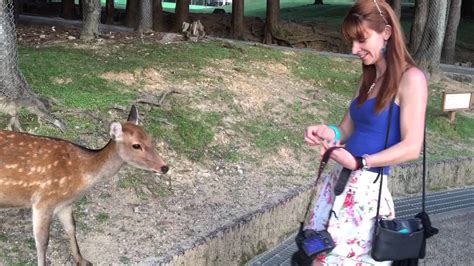 Bowing Deer in Nara - Japan - YouTube