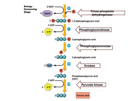 mitochondria and ATP production