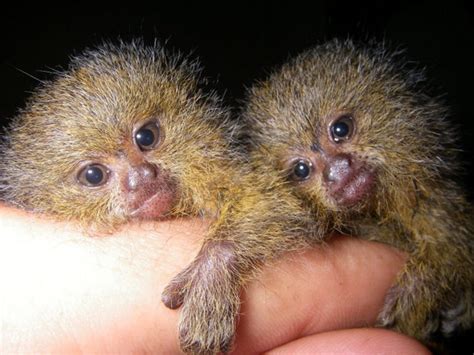 Pygmy Marmoset | Animal Wildlife