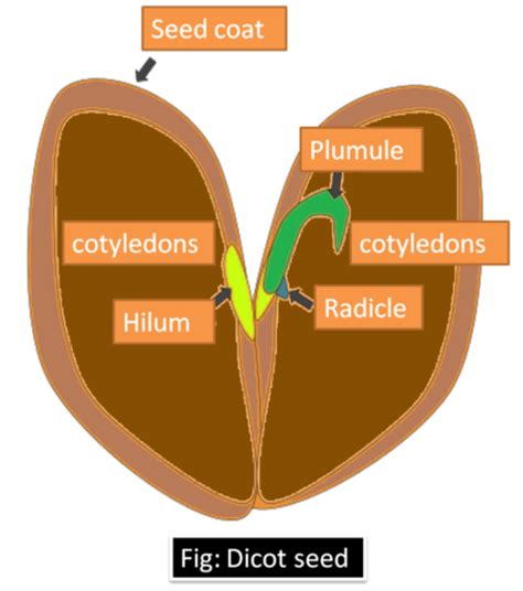 Examples Of Dicot Seeds