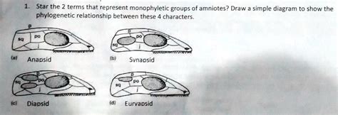 SOLVED: 1. Star the 2 terms that represent monophyletic groups of amniotes? Draw a simple ...