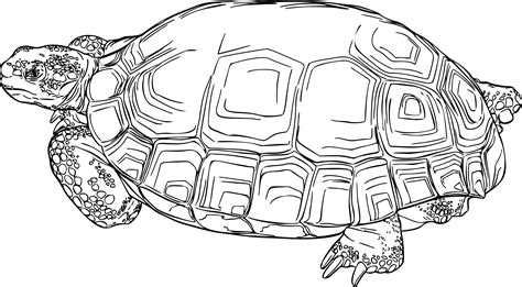 Free Clipart Of A Tortoise