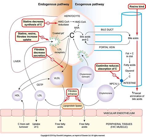 Lipid lowering drugs Diagram | Quizlet