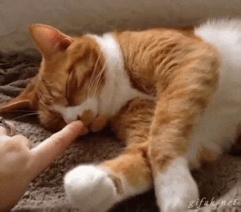 Kitty Paws GIF - Find & Share on GIPHY