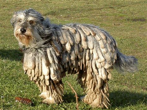 100 best images about Bergamasco Shepherd on Pinterest | Dreads, Large dog breeds and Rare dog ...