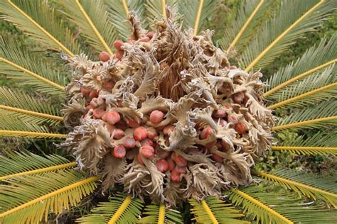 Tantangan Petani Sagu di Meranti, Hasil Banyak tetapi Daya Beli Sedikit