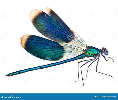 Dragonfly stock photo. Image of tail, summer, nature - 14841354