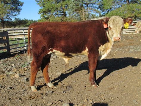 20 - Registered Polled Hereford Calves - Idaho