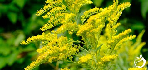 Ragweed Season Info and Ragweed Allergy Treatment Options | Blog