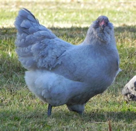 10+ Lavender Ameraucana & Split Lavender Ameraucana Hatching Eggs | BackYard Chickens