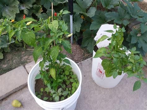 Growing Tabasco Peppers Indoors - Planters Place