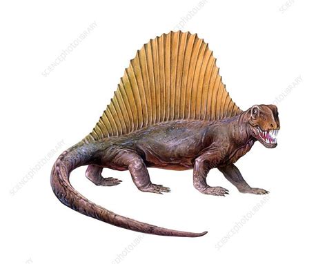 Dimetrodon, illustration. This extinct prehistoric animal is a synapsid, an early form of the ...