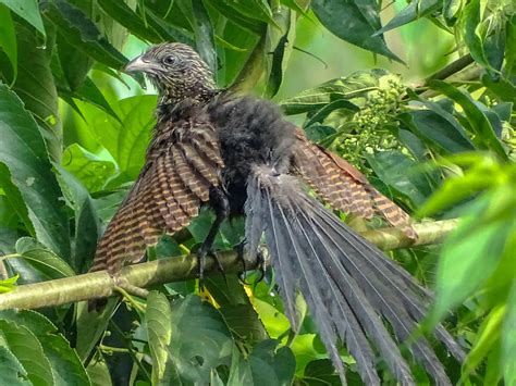 Philippine Coucal - eBird