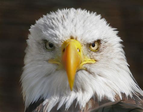 Bald Eagle Portrait | The Bald Eagle (Haliaeetus leucocephal… | Flickr