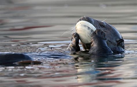 Sea Otter eating giant clam image - Free stock photo - Public Domain ...