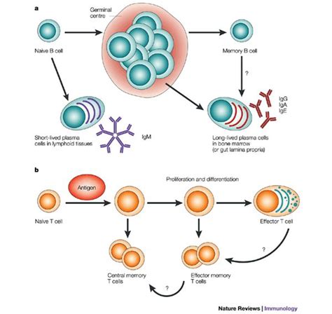 T Cells and B Cells - CharlizeaxOneal