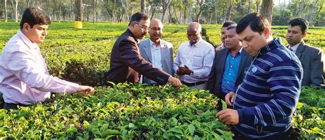 Tea Board of India | North Bengal tea gardens fail to get early start ...