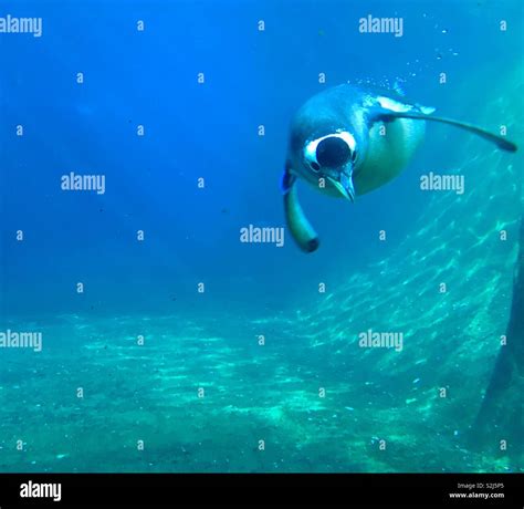 Penguin swimming underwater Stock Photo - Alamy