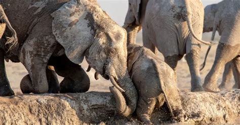 baby elephant rescue - MajesticAnimals.net