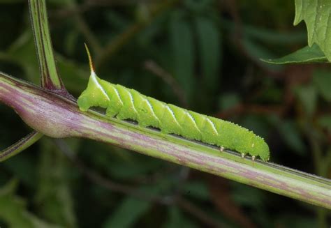 Family Sphingidae – ENT 425 – General Entomology