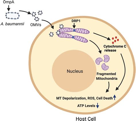 Acinetobacter baumannii: Virulence Strategies and Host Defense ...